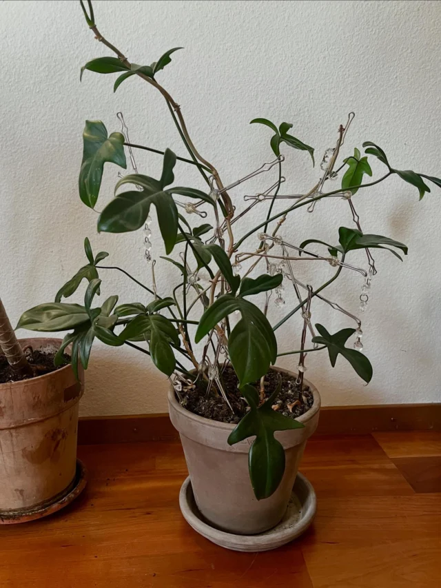 Die leichten Niederhalter aus dem Offcut passen mit ihren zwei Wölbungen ideal zur Blattform und nehmen den metallischen Charakter des Raums auf. Goldener Myrtendraht und transparenter Heissleim verbinden die Elemente sichtbar und stabil, wodurch ein leichter, zugleich edel-verspielter Akzent entsteht. #upcycling #pflanzenliebe