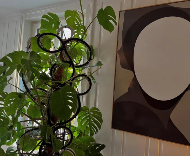 Die abgetönten Kabel und der flexible Schaumschlauch sind stabil, formbar und fügen sich harmonisch in den Raum ein. Mit unauffälligen Kabelbindern verbunden entsteht eine organische, von Monstera-Blättern und Wurzelstrukturen inspirierte Form. #upcycling #pflanzenliebe