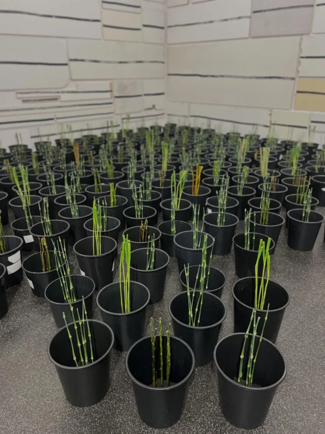 Was für eine Ehre, das Kunstwerk von Silvia Bächli @silvia_baechli und Eric Hattan @eric.hattan interpretiert haben zu dürfen. Danke für eure Kunst. 🩶

Merci 
@flowerstoarts 
@aargauerkunsthaus