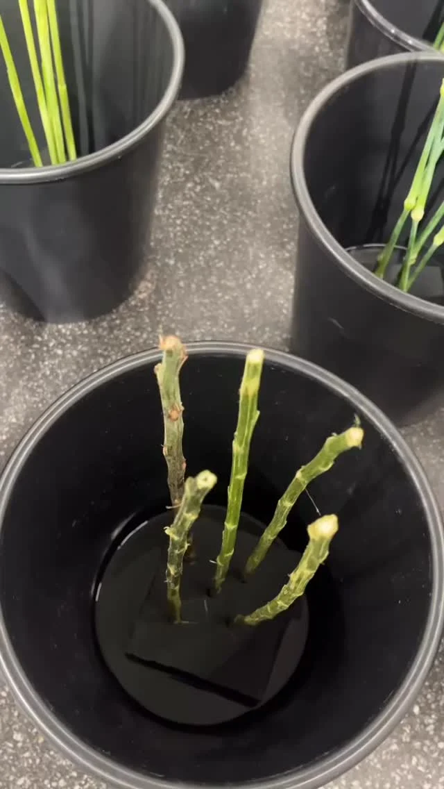 « Die florale Interpretation von Marie Bongard reagiert auf die Verbindung von Zeichnung, Objekt und Raum in Quer von Silvia Bächli @silvia_baechli und Eric Hattan. @eric.hattan Wie im Kunstwerk Alltagsmaterialien neu geordnet und in einen veränderten Kontext gesetzt werden, arbeitet Bongard mit Resten aus der Schnittblumenproduktion. 220 schwarze, rohe Einweg-Eimer sind mit parallel geführten Stielen nicht verkaufter Sträusse bestückt und bilden eine serielle, scheinbar zufällige Komposition. Das bewusste Entfernen aller Blüten verschiebt den Fokus von dekorativer Schönheit auf Struktur, Linie und Materialität und stellt Fragen nach Wert und Abfall. Die reduzierten Stiele nehmen direkten Bezug auf Bächlis zeichnerische Linien, während sichtbar eingesetzte Schaumstoffwürfel die offene Konstruktion des Originals aufnehmen. Das Feld aus Eimern reicht bis an das Kunstwerk heran und schafft einen gemeinsamen Horizont, der Objekt, Wand und Raum miteinander verbindet. » Text von Ruedi Velhangen @ruvelhagen